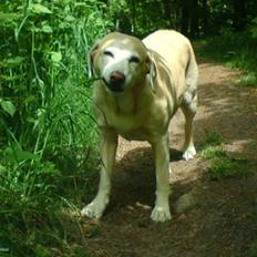 Labrador retriever Malou  R.I.P. 7-10-10