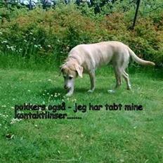 Labrador retriever Malou  R.I.P. 7-10-10