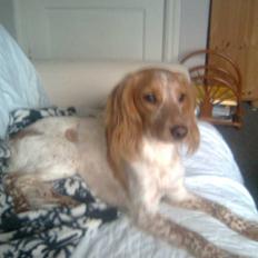 Welsh springer spaniel mollie