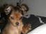 Russisk toy terrier CoCo