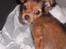 Russisk toy terrier CoCo