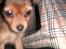 Russisk toy terrier CoCo