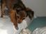 Russisk toy terrier CoCo