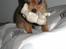 Russisk toy terrier CoCo