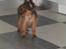Russisk toy terrier CoCo