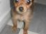 Russisk toy terrier CoCo