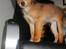 Russisk toy terrier CoCo