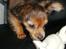 Russisk toy terrier CoCo