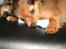 Russisk toy terrier CoCo