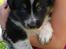 Border collie kep Guldenland - 4 uger gammel
