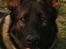 Schæferhund Kenzally´s Alpha (Kenzo) R.I.P   : ( - Min smukke Kenzo dreng 9 måneder gammel