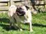 Mops *RBM* Omar Pug Altbox  *Frodo*
