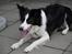 Border collie Luckey