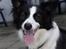 Border collie Luckey