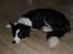 Border collie Luckey