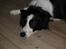 Border collie Luckey