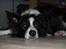 Border collie Luckey