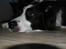 Border collie Luckey
