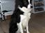 Border collie Luckey