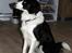 Border collie Luckey