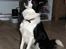 Border collie Luckey