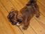 Shih tzu Nala