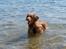 Nova scotia duck tolling retriever Haldor *DØD* - fik et nyt billede her er han ude at bade.