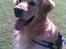 Golden retriever Figo - Er jeg ikke en dejlig dreng!
