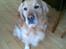 Golden retriever Figo - Uha, det er tæt på mor:) 