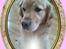 Golden retriever Figo - Lige pyntet lidt:)