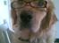 Golden retriever Figo - Smukke mig!!!!!!