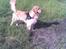 Golden retriever Figo - Er jeg en en sød dreng:)