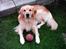 Golden retriever Figo - Min dejlige bold:)