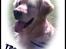 Golden retriever Figo - Er jeg ikke bare lækker! 