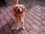 Golden retriever Figo - Er du klar til at spille bold:)