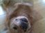 Golden retriever Figo - Nuuuuuul huller;) 