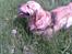 Golden retriever Figo - Py ha, hvor er det varmt!