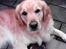 Golden retriever Figo - Dejlige mig;)