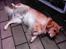 Golden retriever Figo - Lige lidt udluftning he he