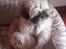 Shih tzu Futte