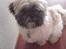 Shih tzu Futte