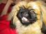 Pekingeser Dengse Ming Blach