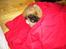 Pekingeser Dengse Ming Blach