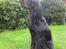 Gordon setter Højtoftegaards Q Sadie