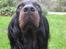 Gordon setter Højtoftegaards Q Sadie