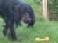 Gordon setter Højtoftegaards Q Sadie