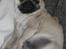 Mops Malou