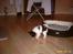 Papillon Taco