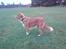 Nova scotia duck tolling retriever Leica