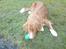 Nova scotia duck tolling retriever Leica - Hun elsker at lege 